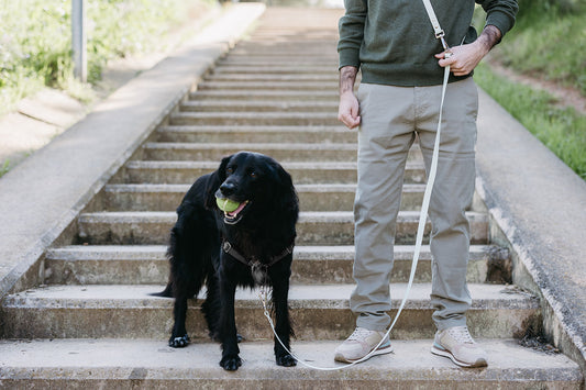 Correa Multiposición TPU Turquesa 3 m para Perro | Roffpet