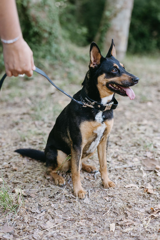 Collar Negro de TPU para Perro Regulable | Roffpet Nero Urban
