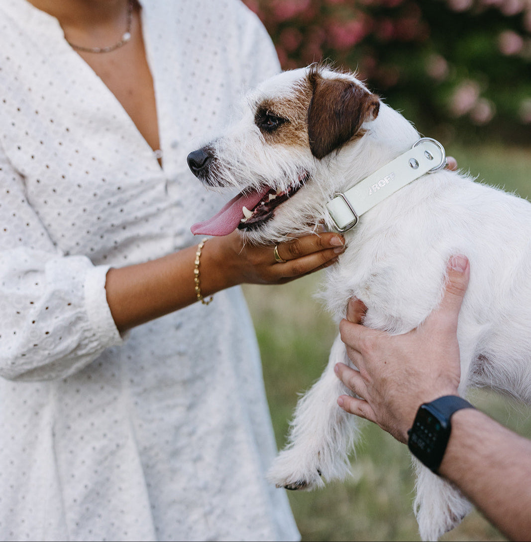 Collar Aura Urban | Roffpet